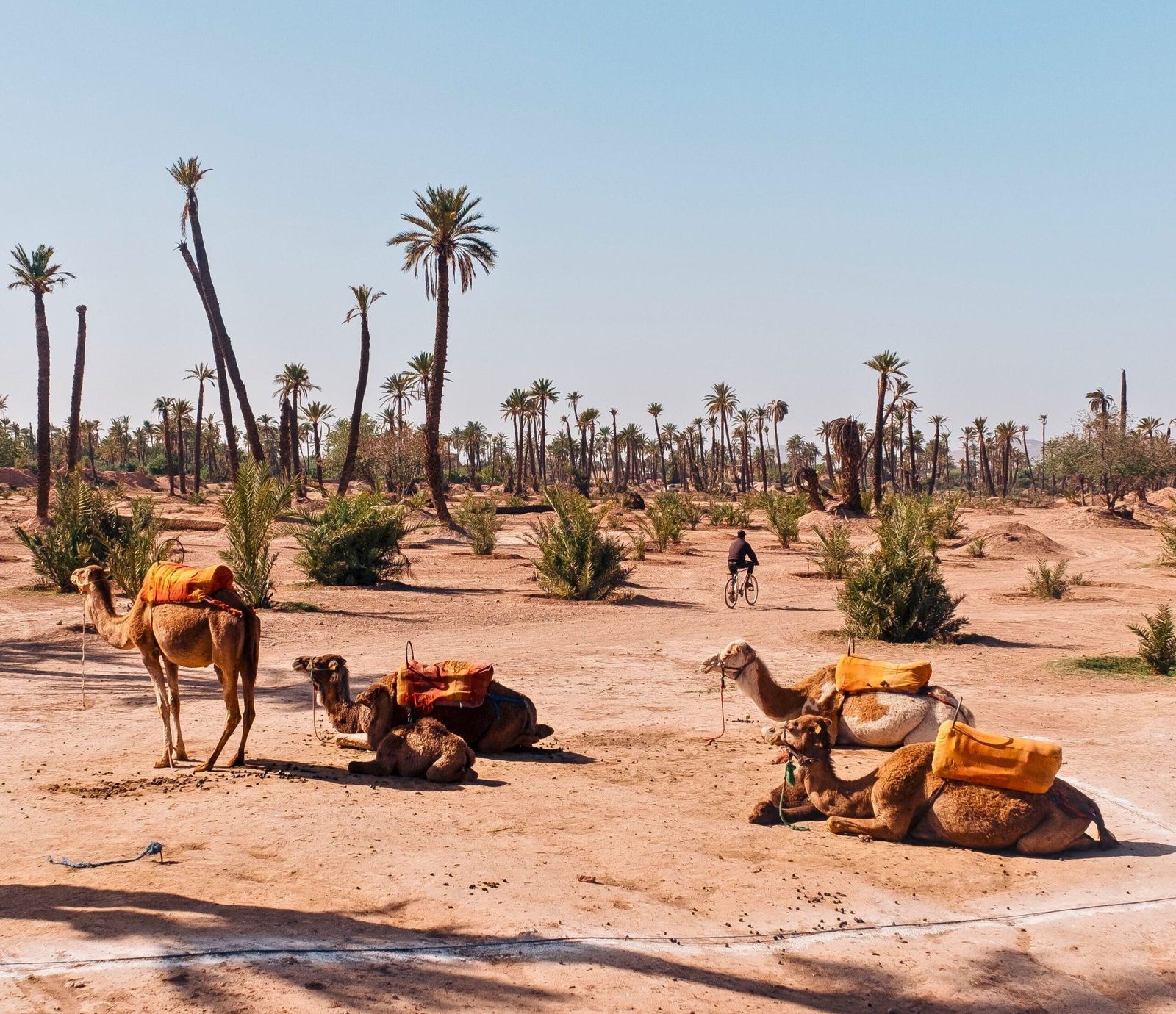 Best Palmeraie Camel Ride Excursion From Marrakech Tours In All Morocco