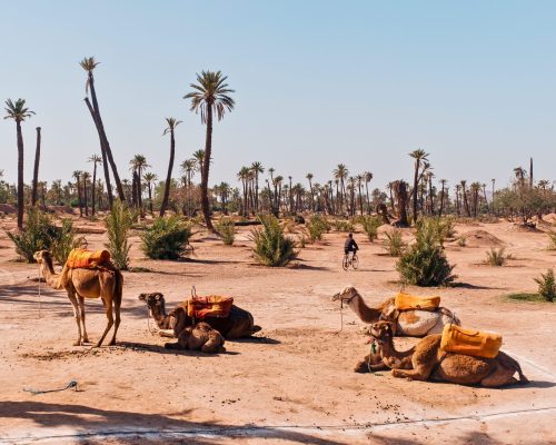 Palmeraie One Day trip (camel ride)- tours in all Morocco
